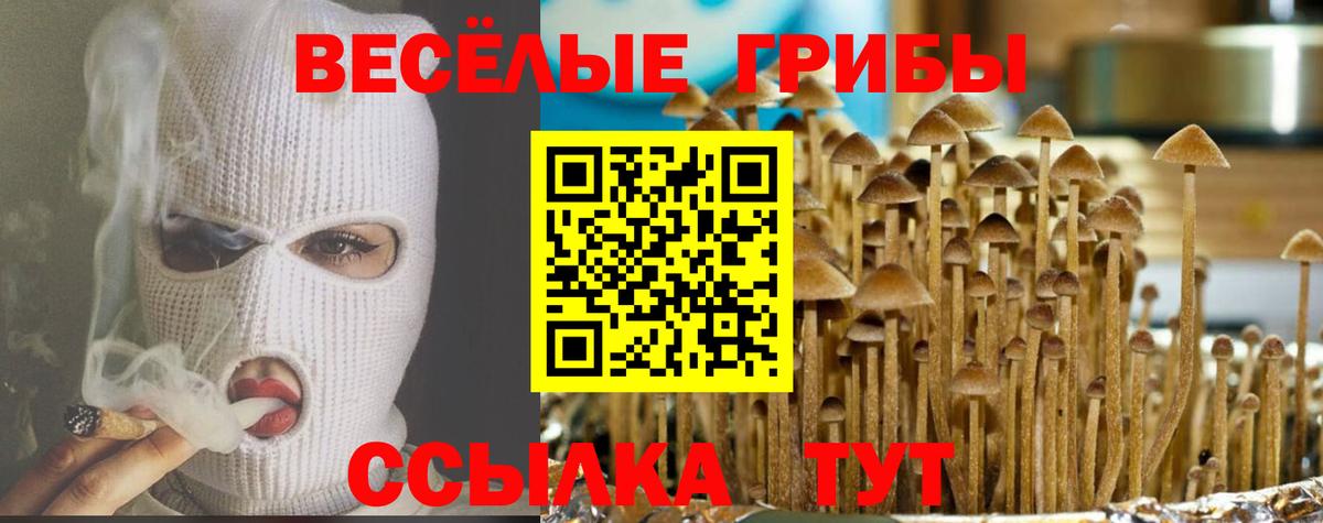 Галлюциногенные грибы Psilocybe  купить закладку  Каменск-Шахтинский  Вход с VPN 